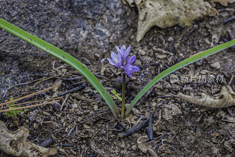 蓝色Dicks - Dichelostemma capitatum ssp capitatum。头状Dichelostemma capitatum称为蓝dicks，紫头和布罗迪亚。位于加州内华达山脉的约塞米蒂国家公园。Asparagaceae。